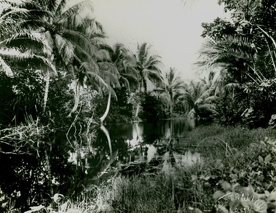 Tenaru River, Guadalcanal, circa 1942 From the collection of Clifton B. Cates (COLL/3157), United States Marine Corps Archives & Special Collections